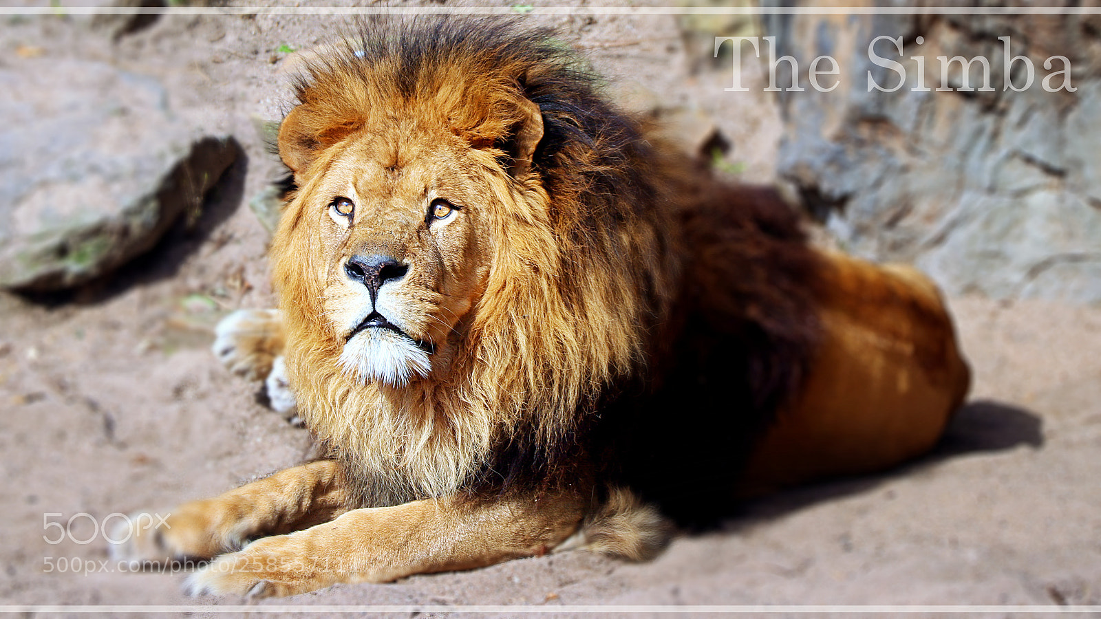 Canon EOS 80D sample photo. Royal king of jungle photography
