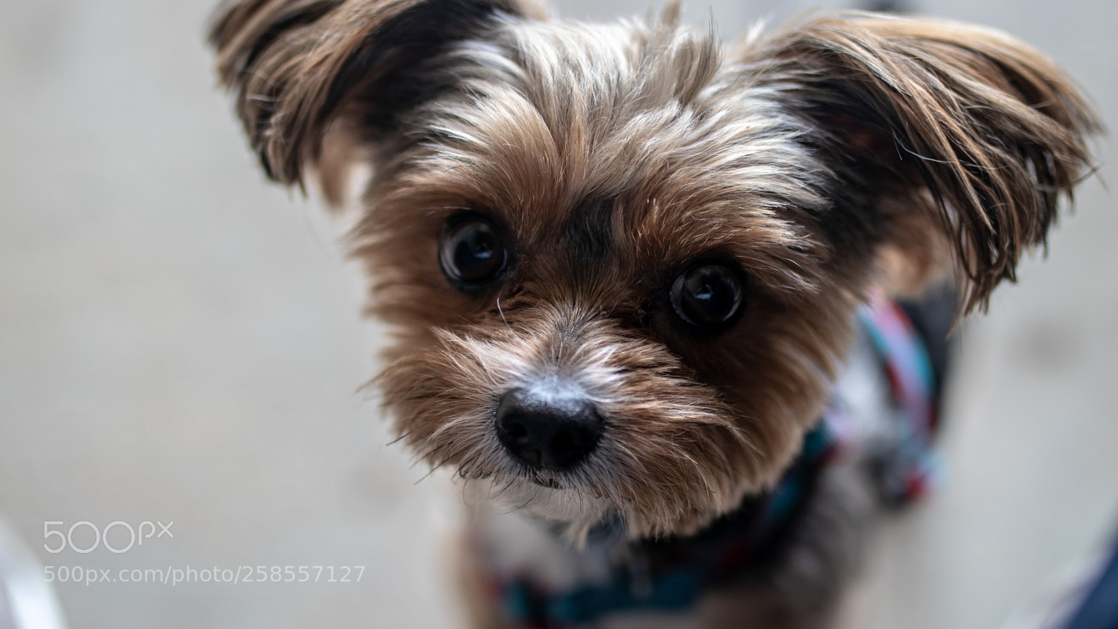 Canon EOS 80D sample photo. Little dog photography