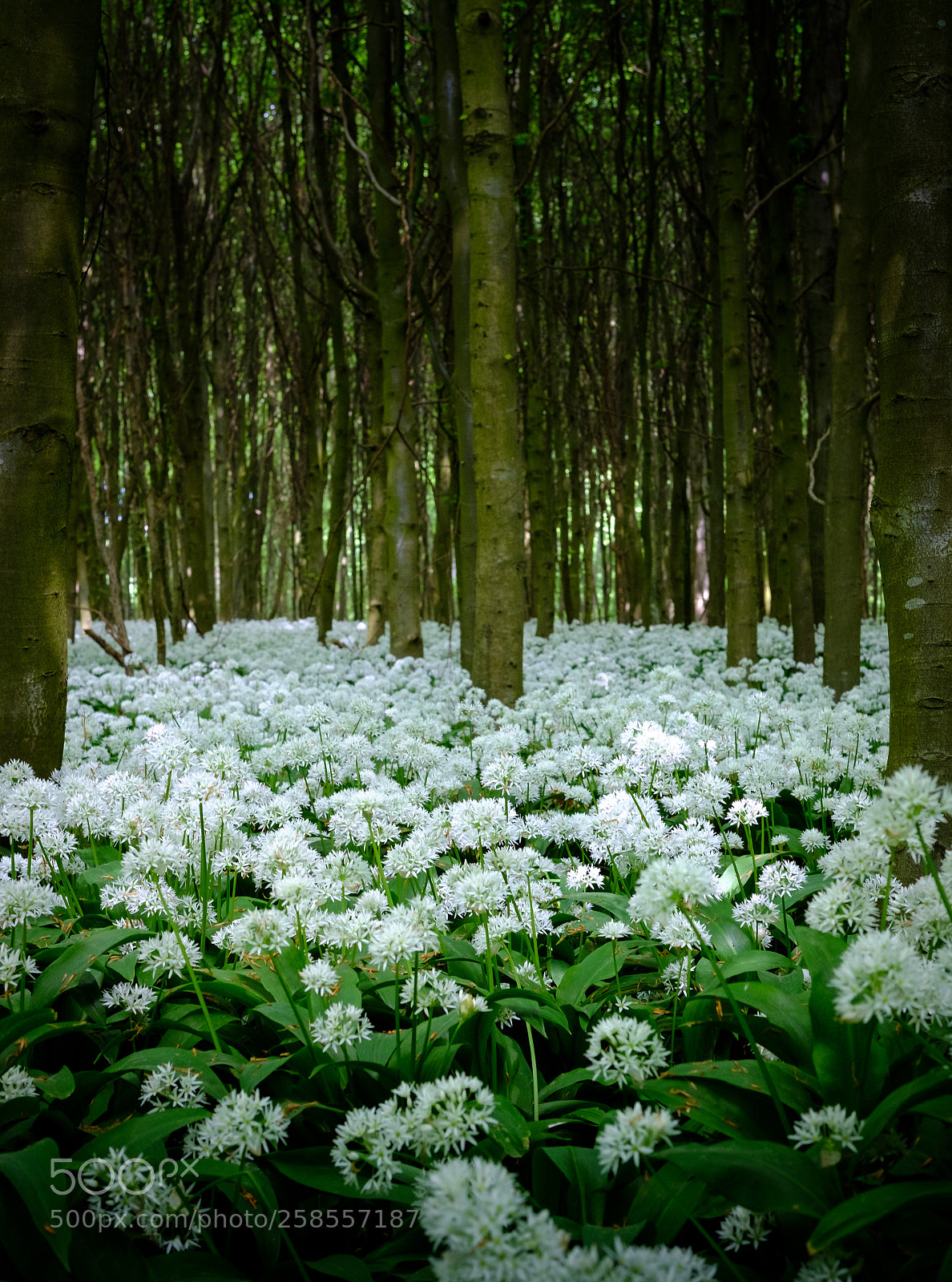 Fujifilm X-T2 sample photo. Ramsons in the forest photography