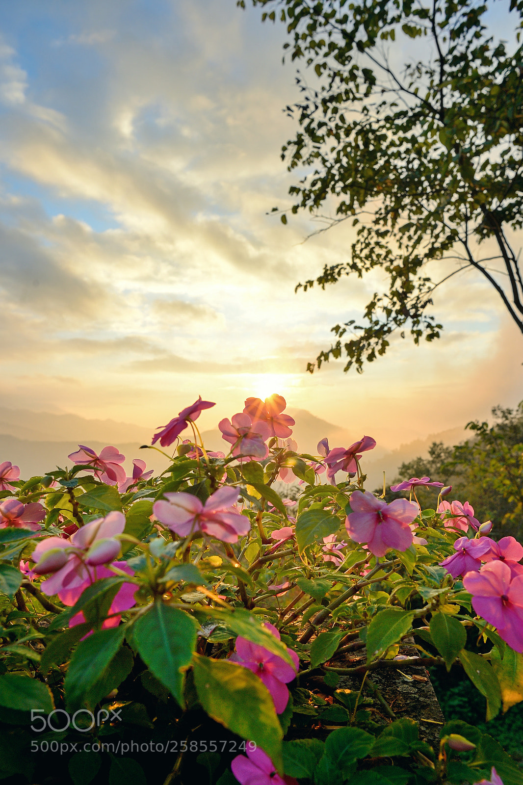 Nikon Df sample photo. Pink flower photography