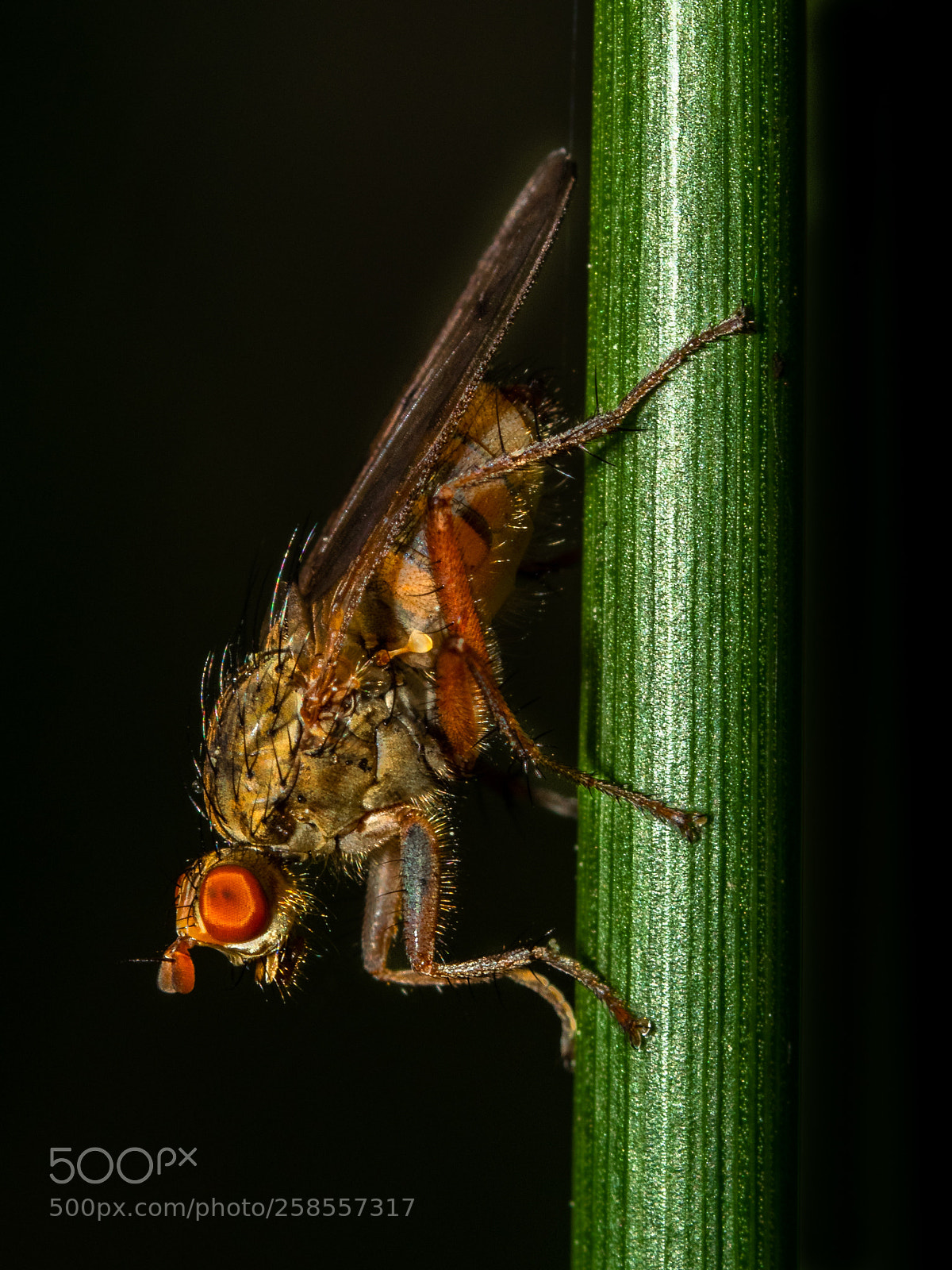Olympus OM-D E-M1 sample photo. Fly back in black photography