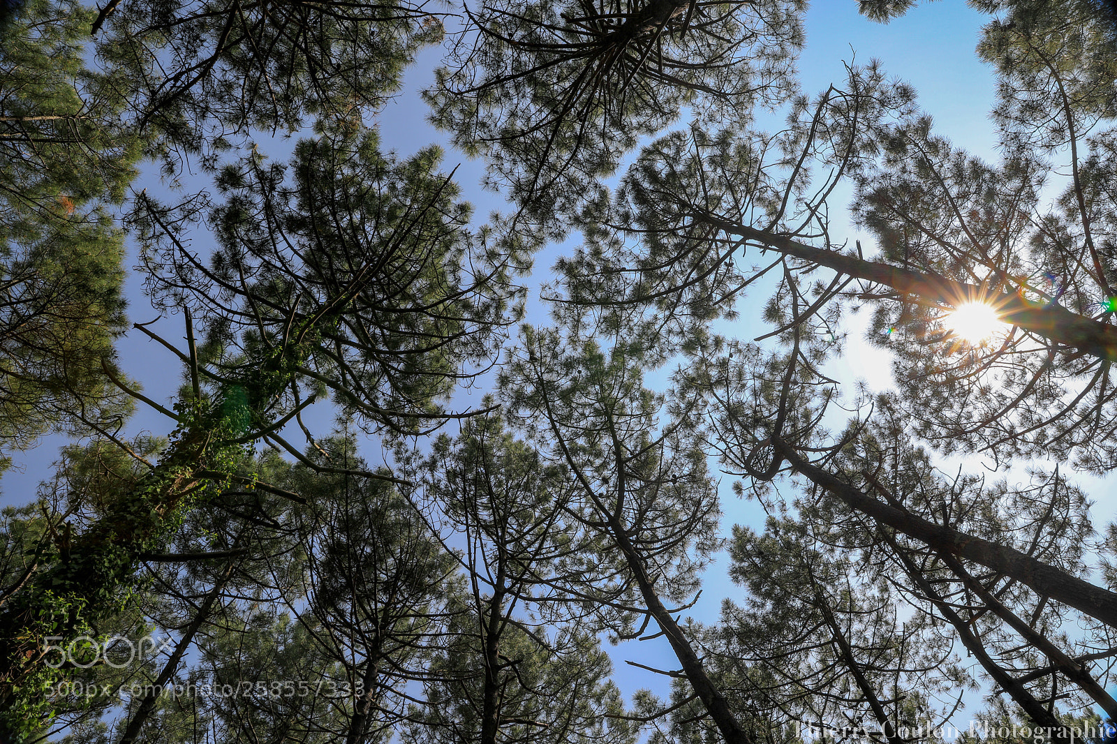 Canon EOS 5D Mark IV sample photo. Un nouveau regard photography
