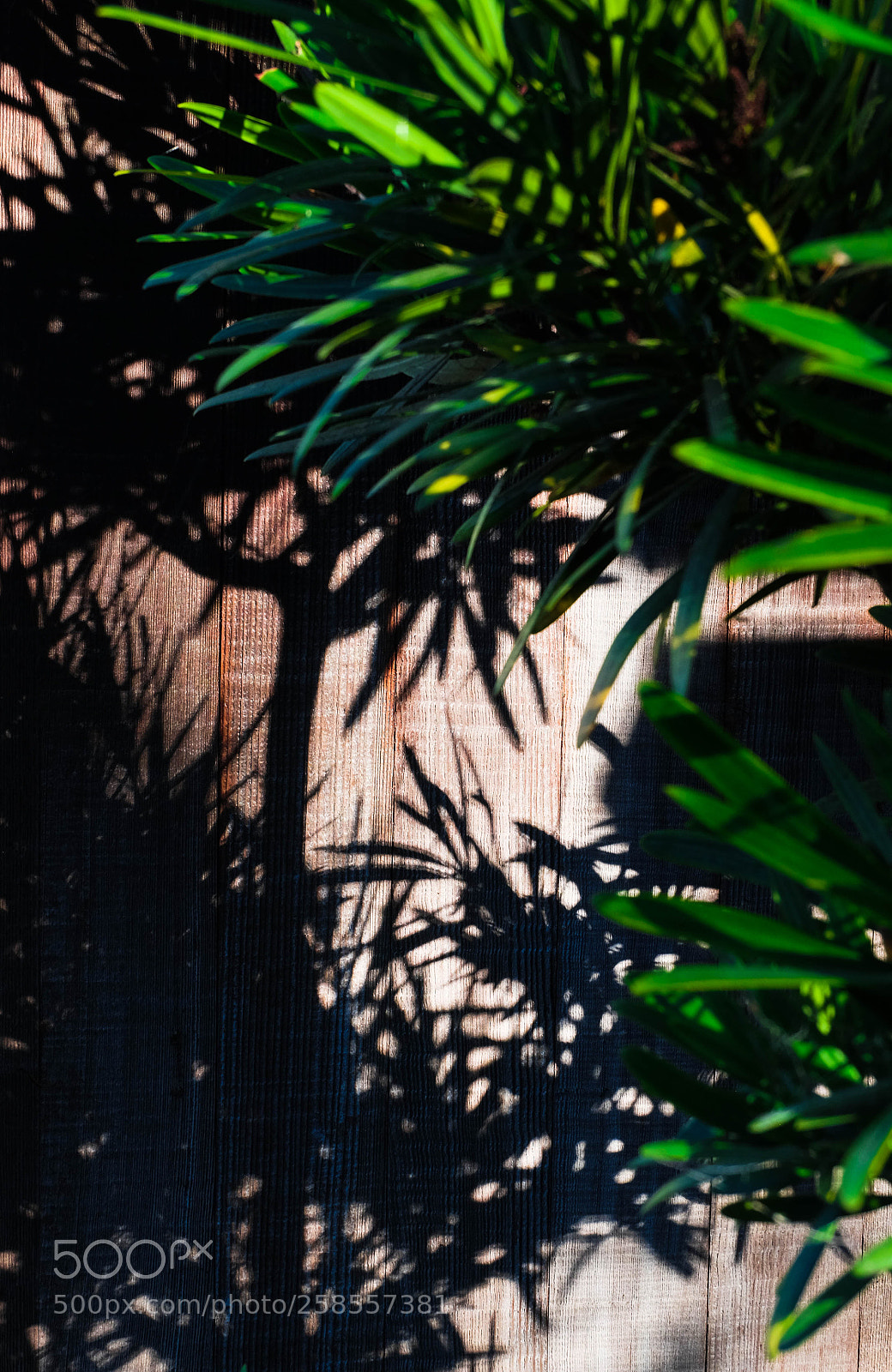 Fujifilm X-M1 sample photo. The shadow photography