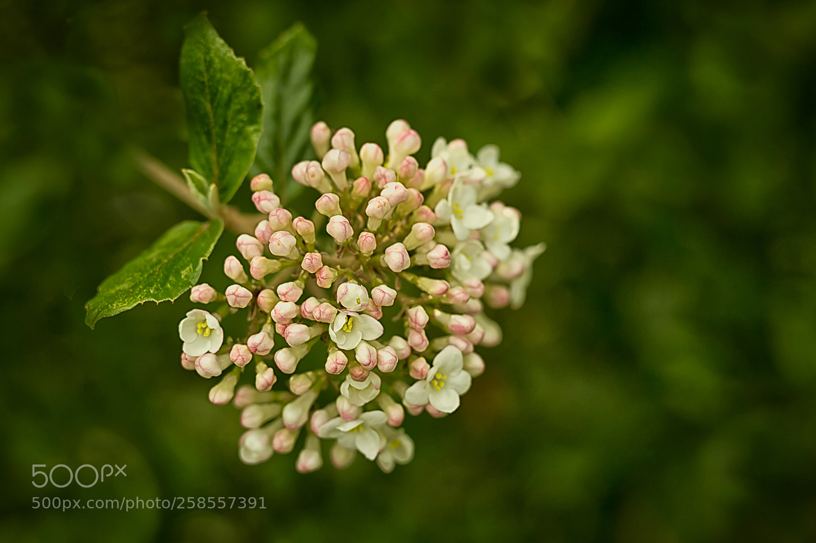 Canon EOS 6D sample photo. Viburnum burkwoodi photography