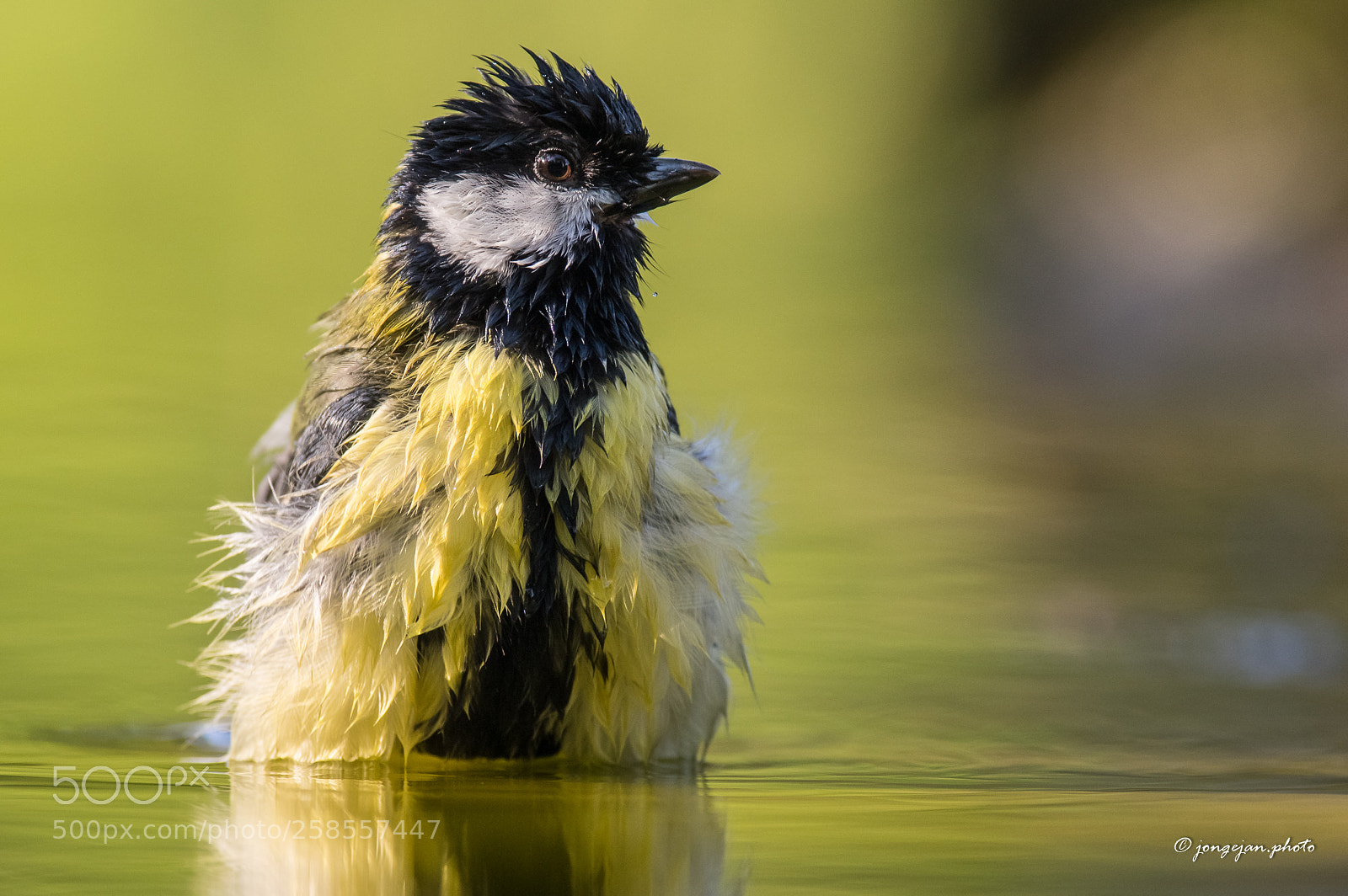 Pentax K-3 II sample photo. Soaking wet photography