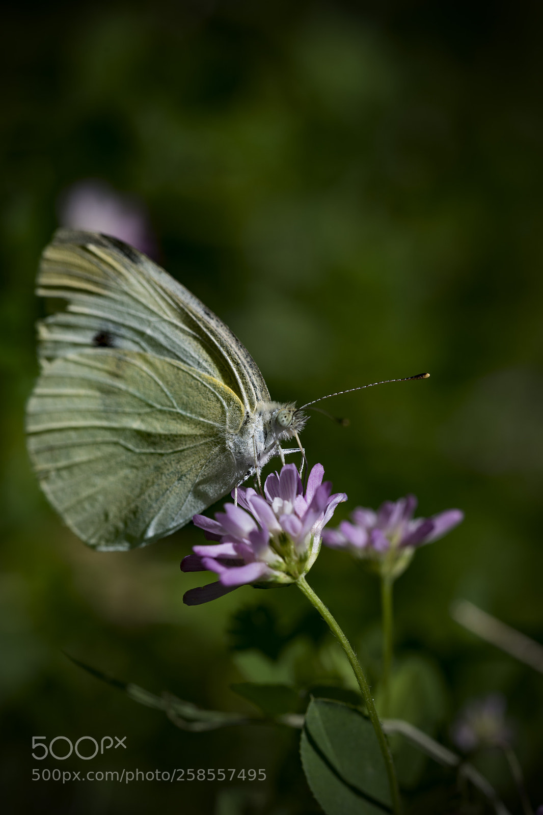 Nikon D750 sample photo. Zagros photo book photography