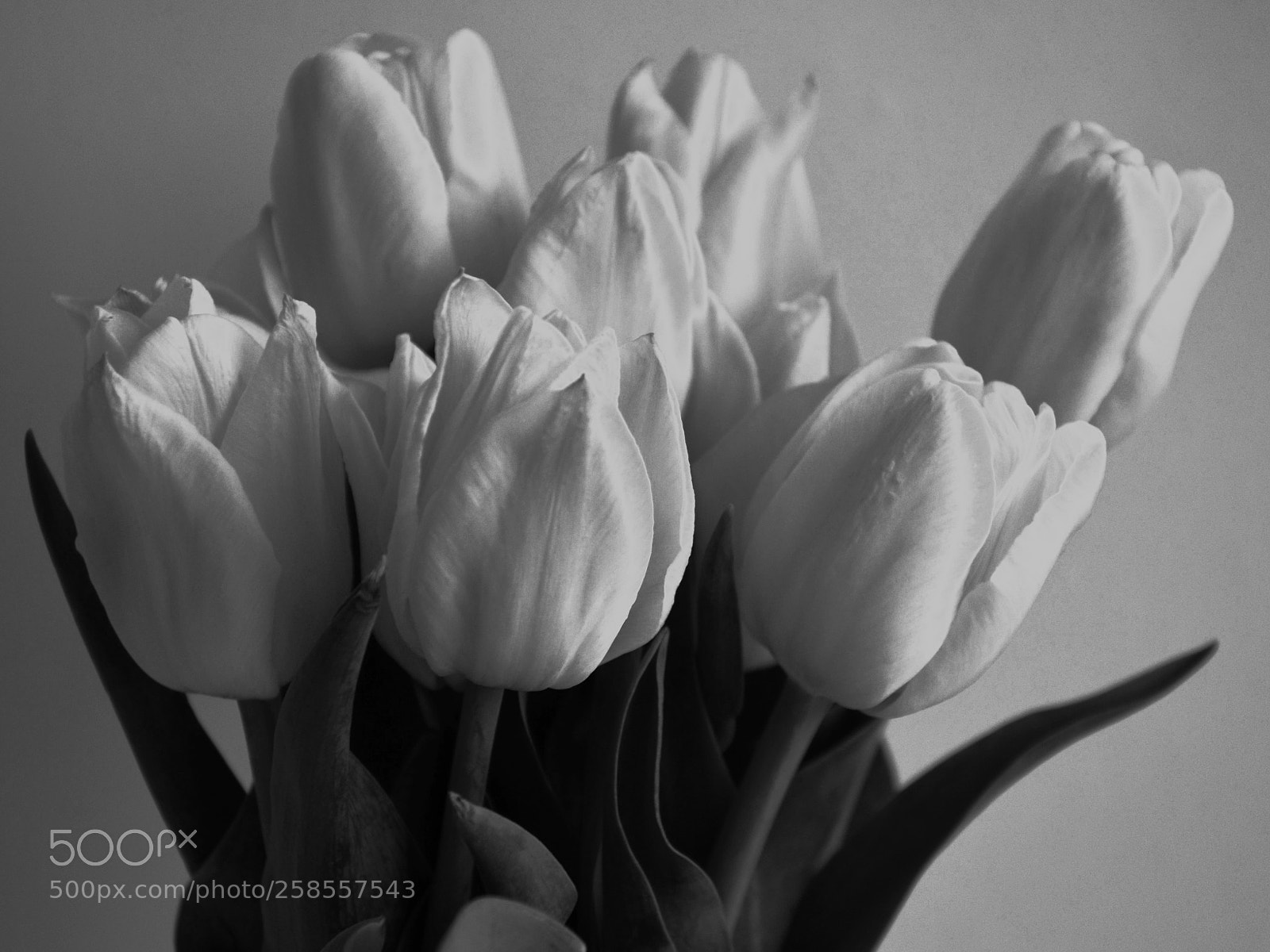 Nikon D5100 sample photo. Bouquet of tulips photography
