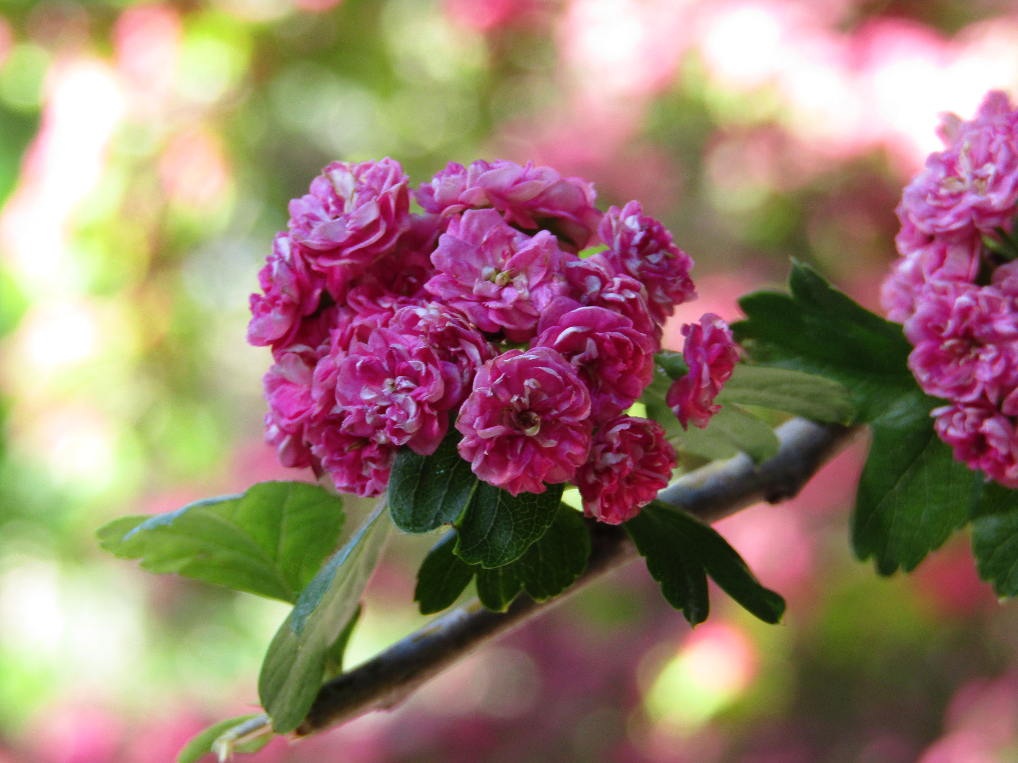 Canon POWERSHOT SX430 IS sample photo. Img photography