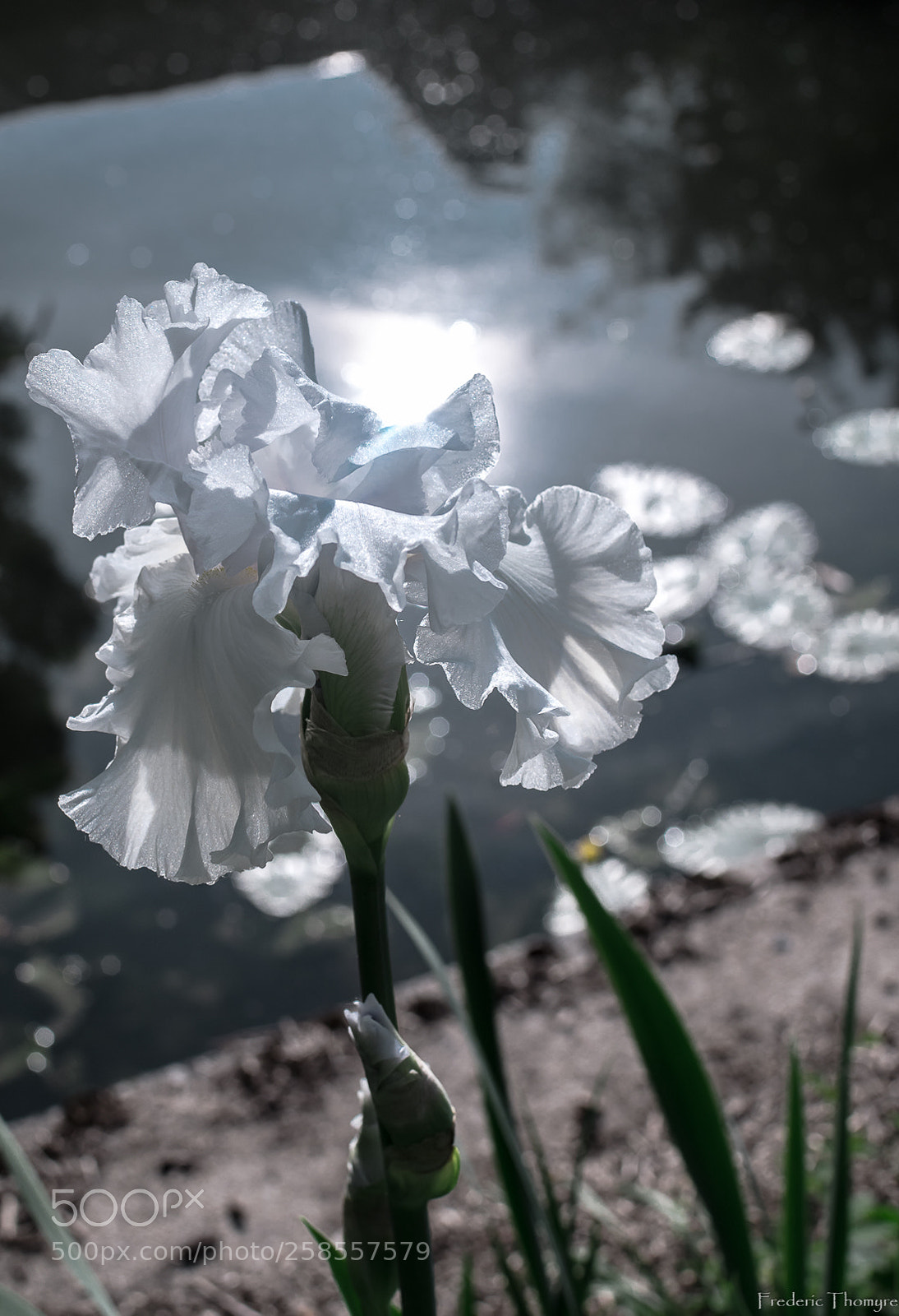 Nikon D5500 sample photo. Iris for texas photography