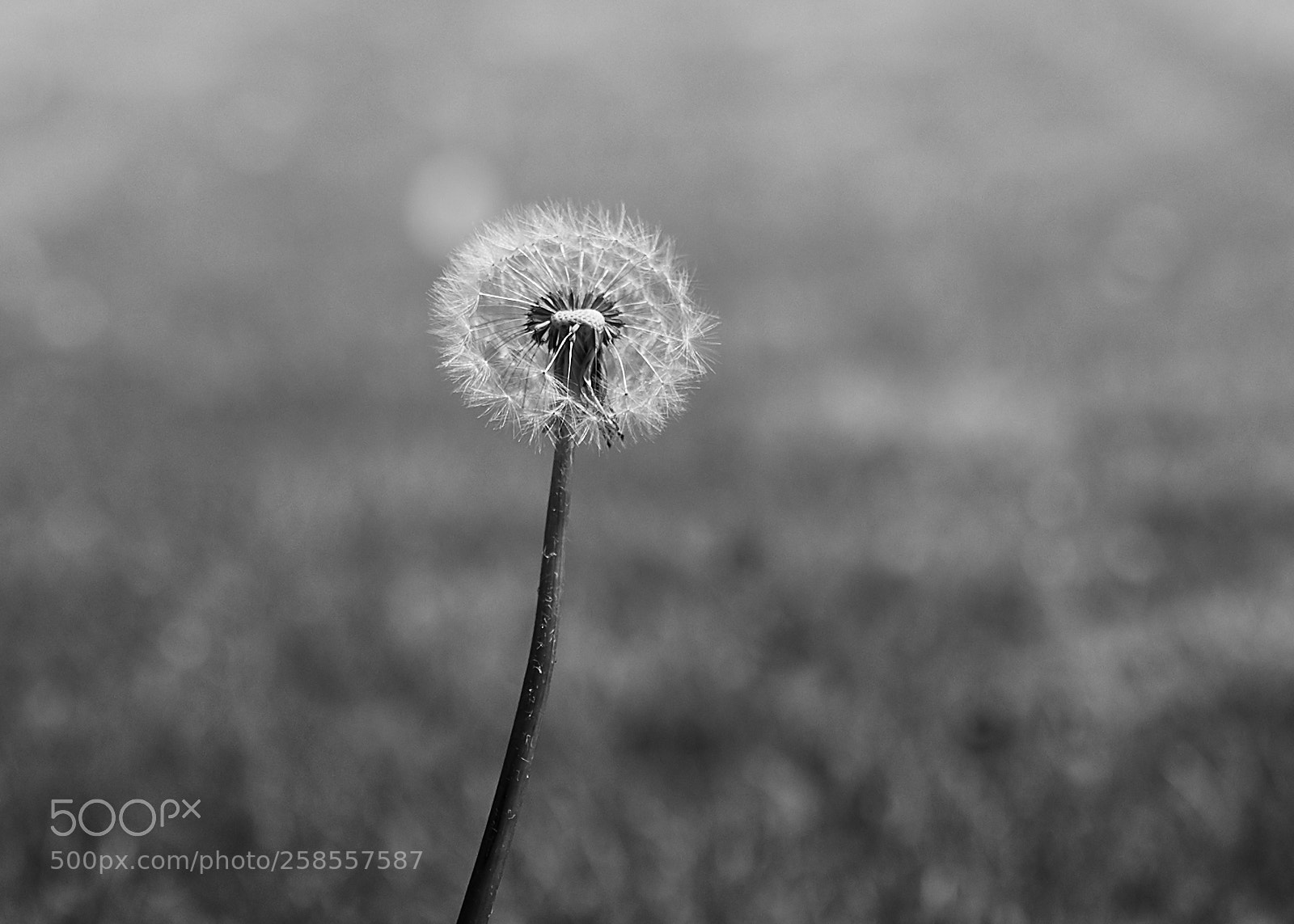 Canon EOS 5D Mark IV sample photo. Waiting for the wind photography