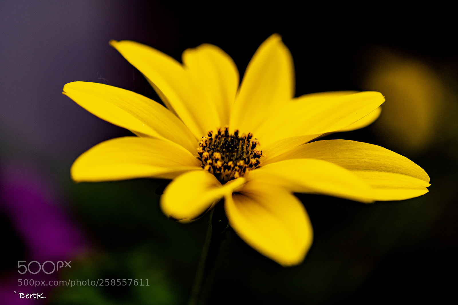 Nikon D500 sample photo. Yellow. photography