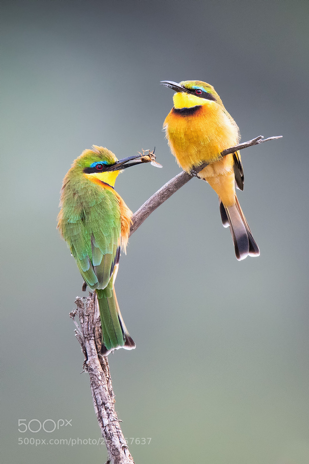 Nikon D500 sample photo. Bee-eaters photography