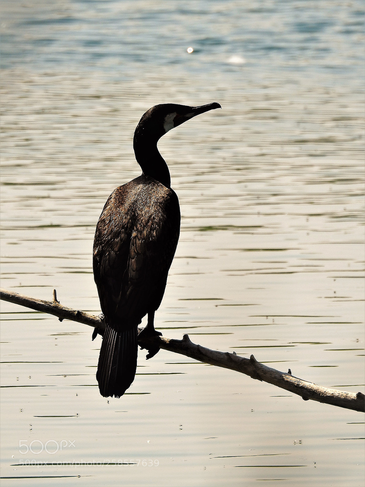 Nikon Coolpix P900 sample photo. Cormorant photography