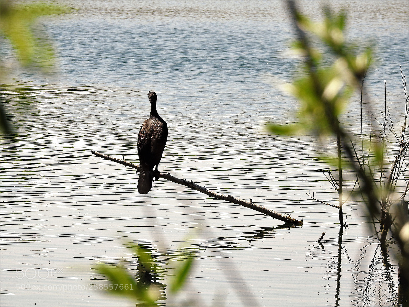 Nikon Coolpix P900 sample photo. Cormorant photography
