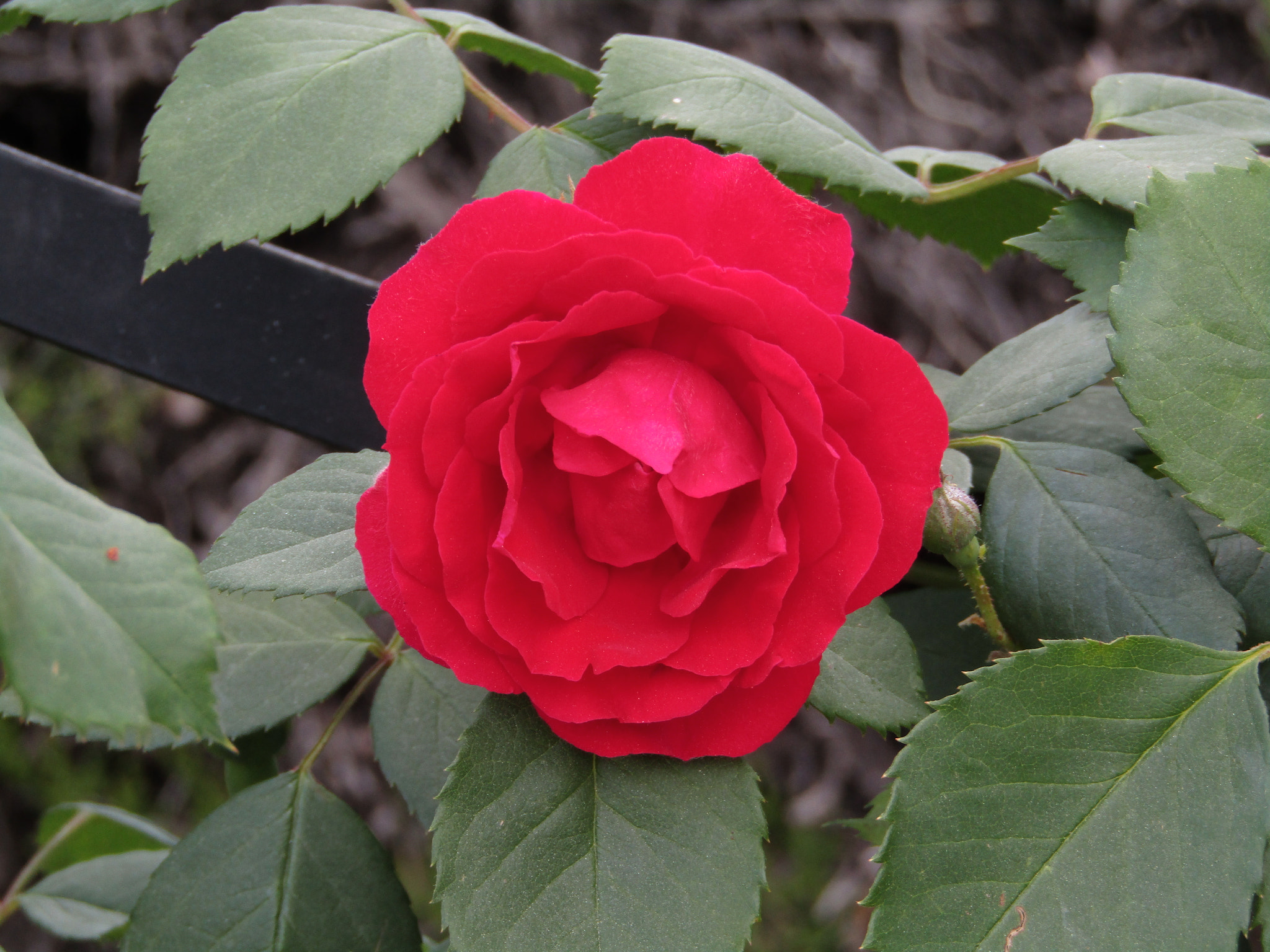 Canon POWERSHOT SX430 IS sample photo. Img photography
