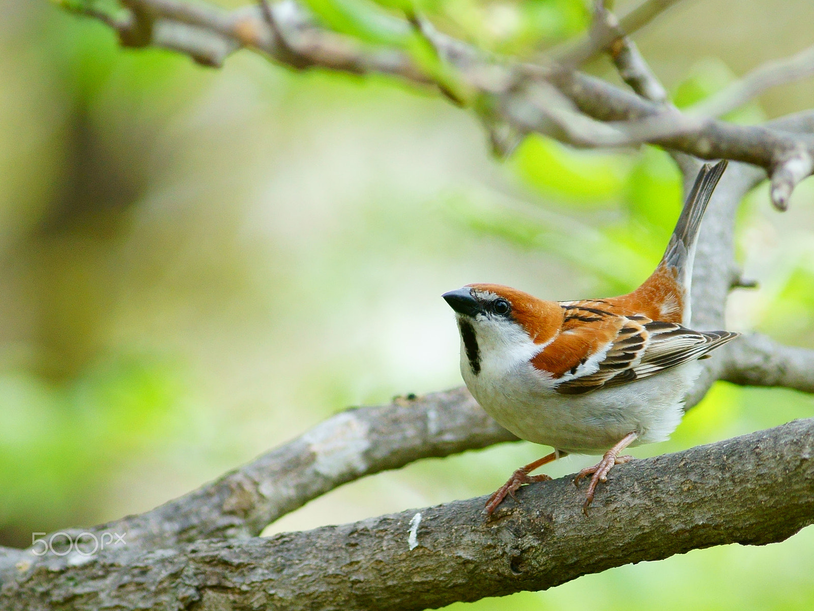 Canon EF 400mm F5.6L USM sample photo. Russet sparrow photography