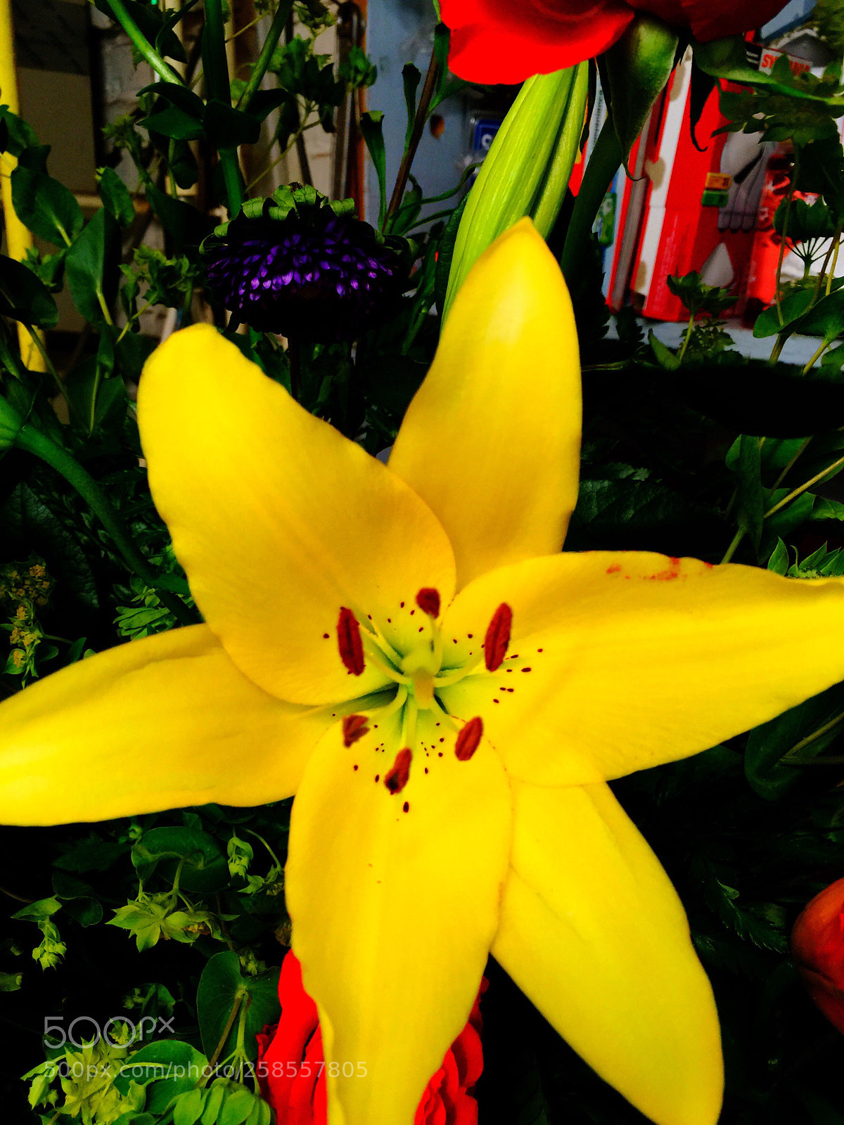 Apple iPhone 6 Plus sample photo. Today’s flower ?  photography
