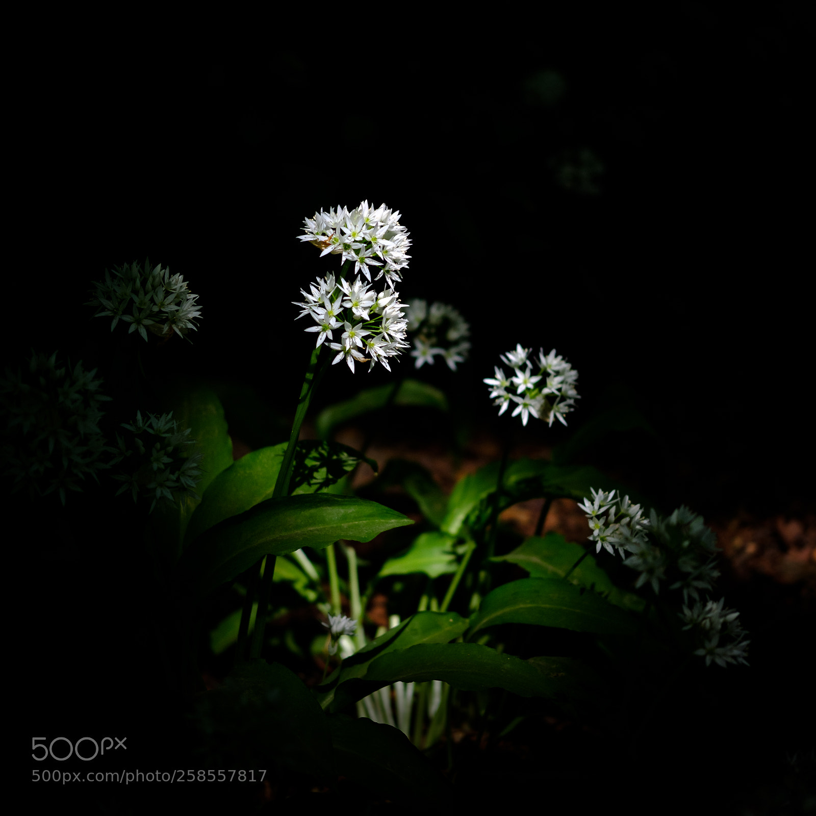 Fujifilm X-T2 sample photo. Ramsons in the spotlight photography