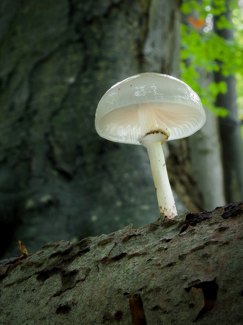 Olympus E-330 (EVOLT E-330) sample photo. Porcelain fungus (oudemansiella mucida) photography