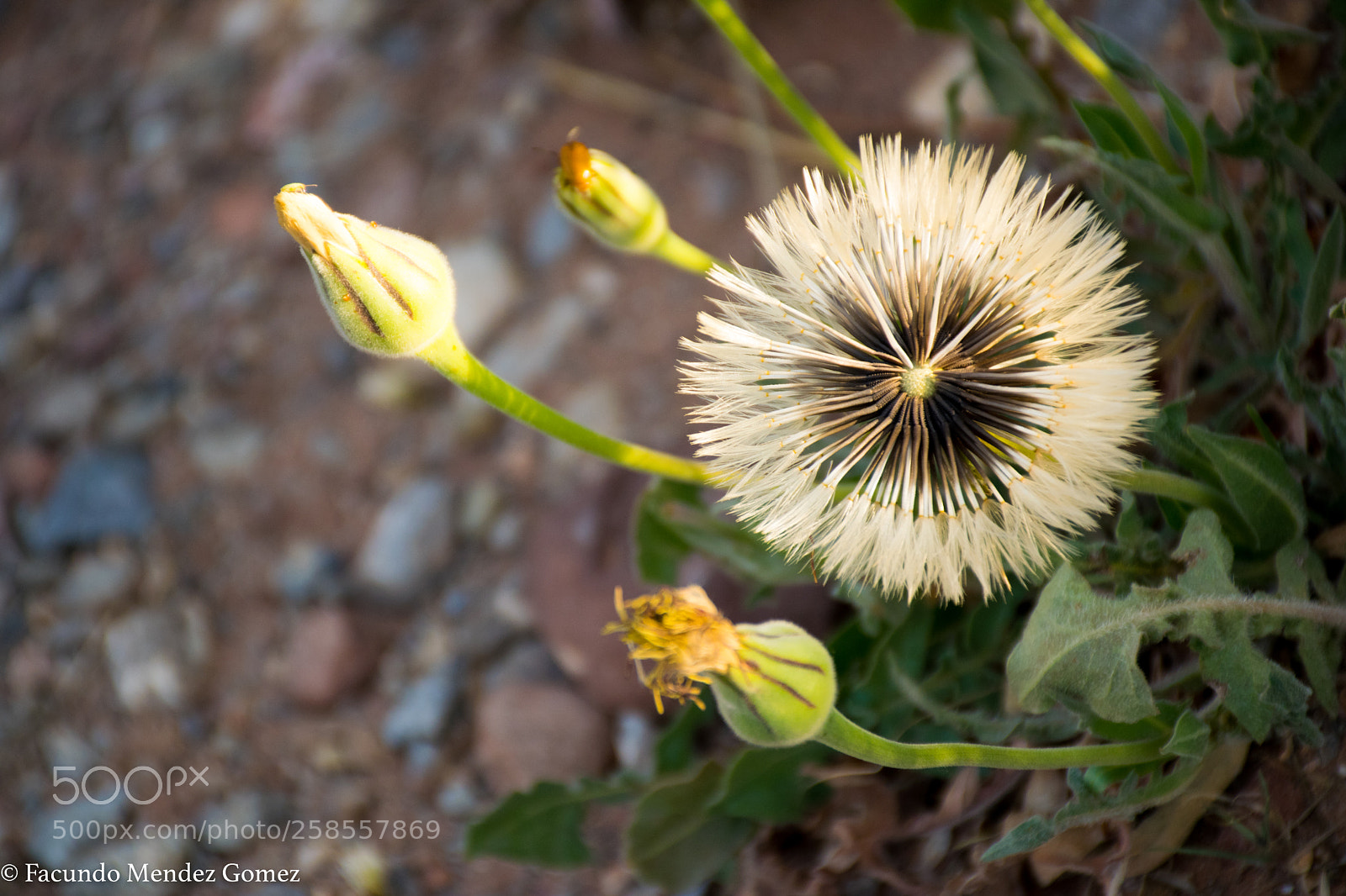 Nikon D5300 sample photo. Morning walk1 photography