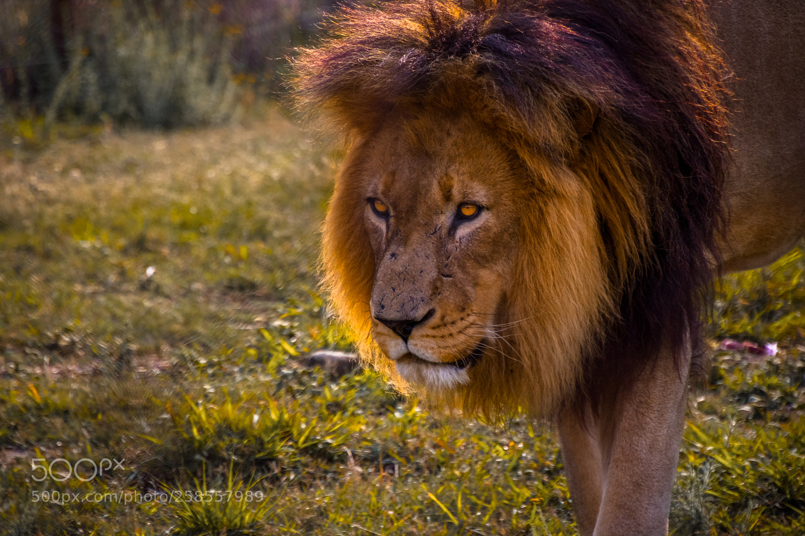 Canon EOS 750D (EOS Rebel T6i / EOS Kiss X8i) sample photo. Rehabbing lion photography