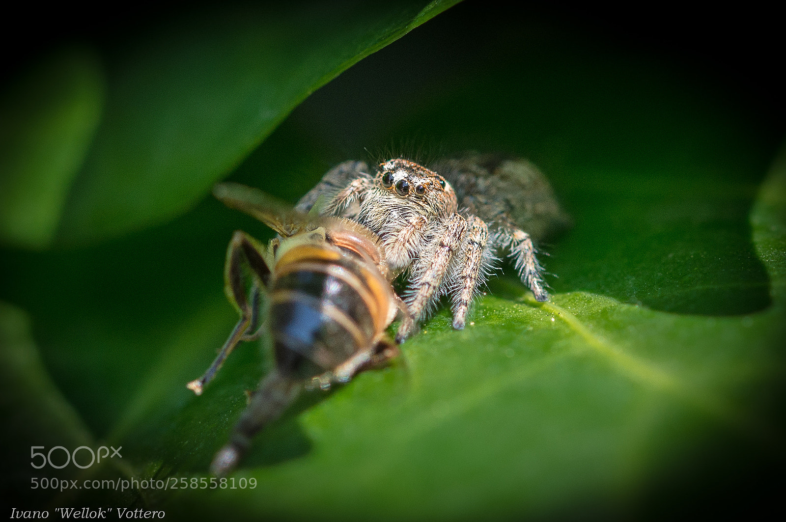 Nikon D800 sample photo. Spiders photography