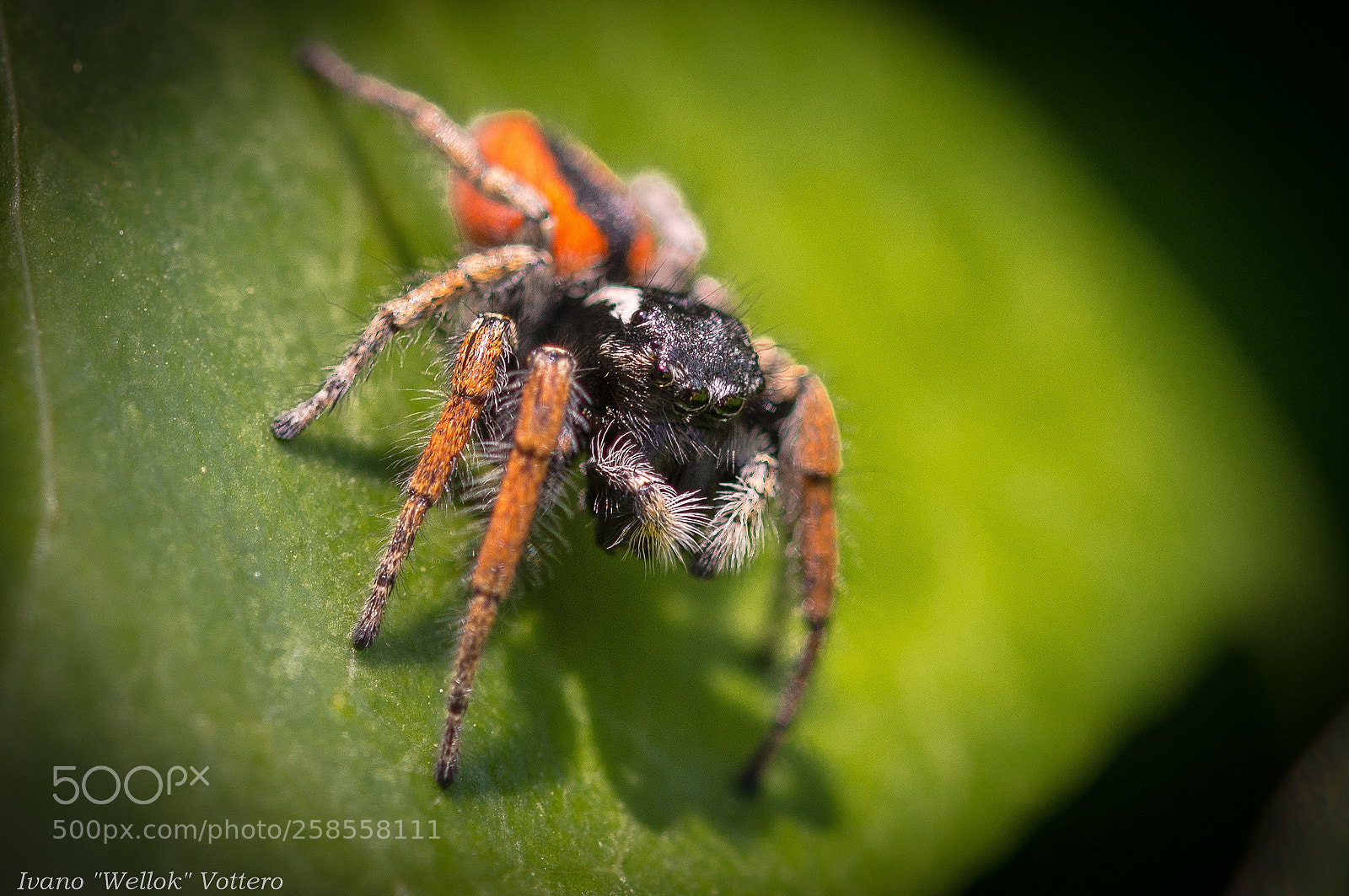 Nikon D800 sample photo. Spiders photography