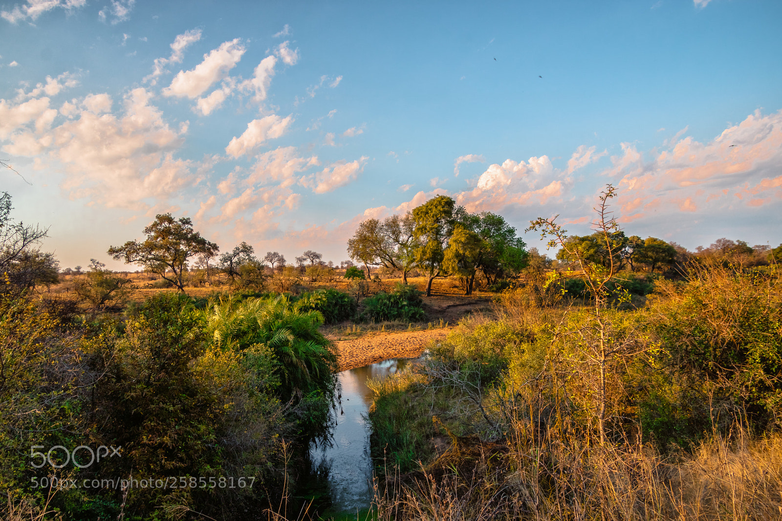 Canon EOS 750D (EOS Rebel T6i / EOS Kiss X8i) sample photo. A sunny kruger park photography