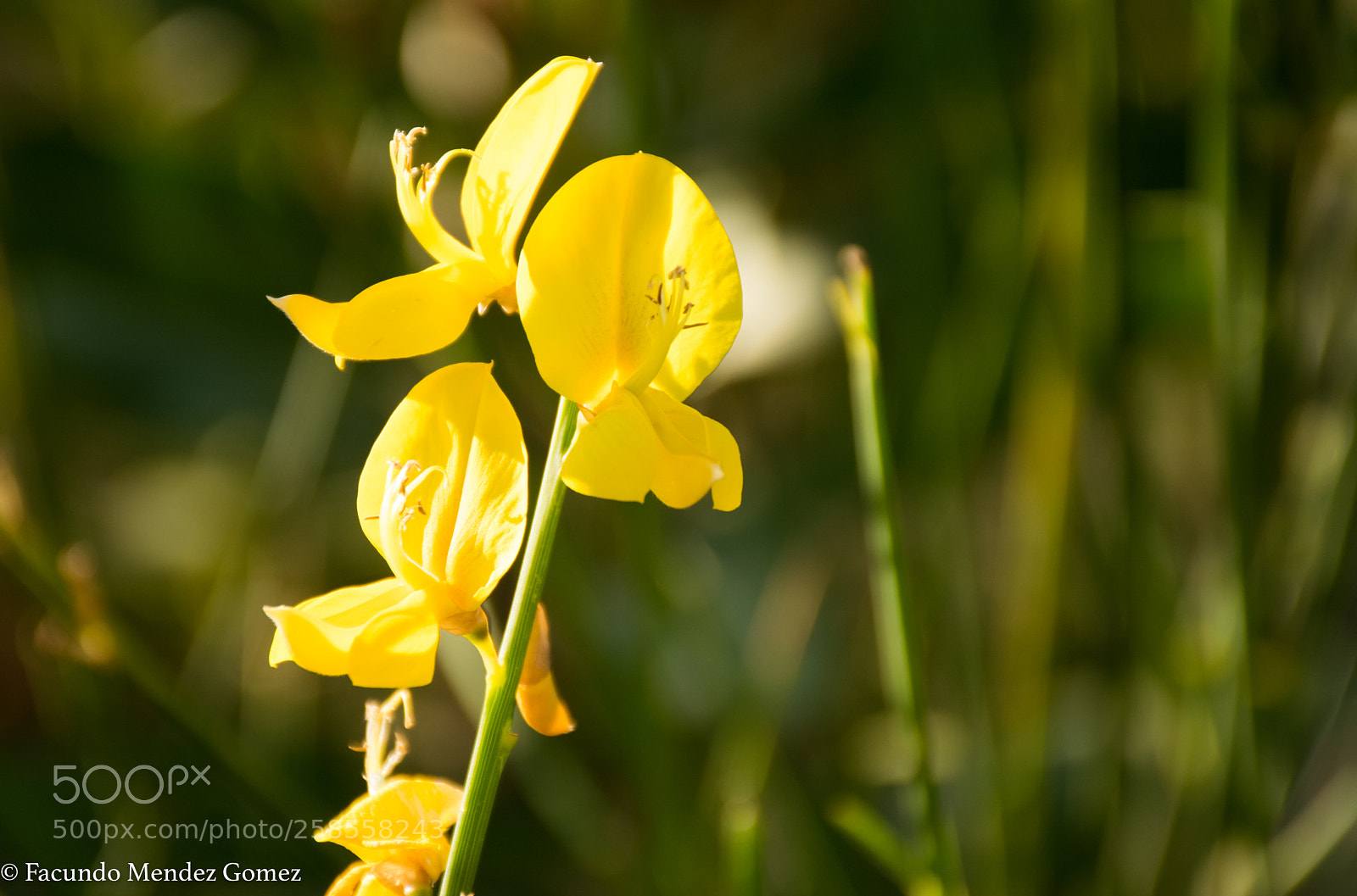 Nikon D5300 sample photo. Morning walk2 photography