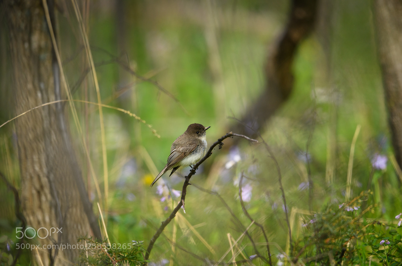 Nikon D850 sample photo. Flycatcher in the forest photography