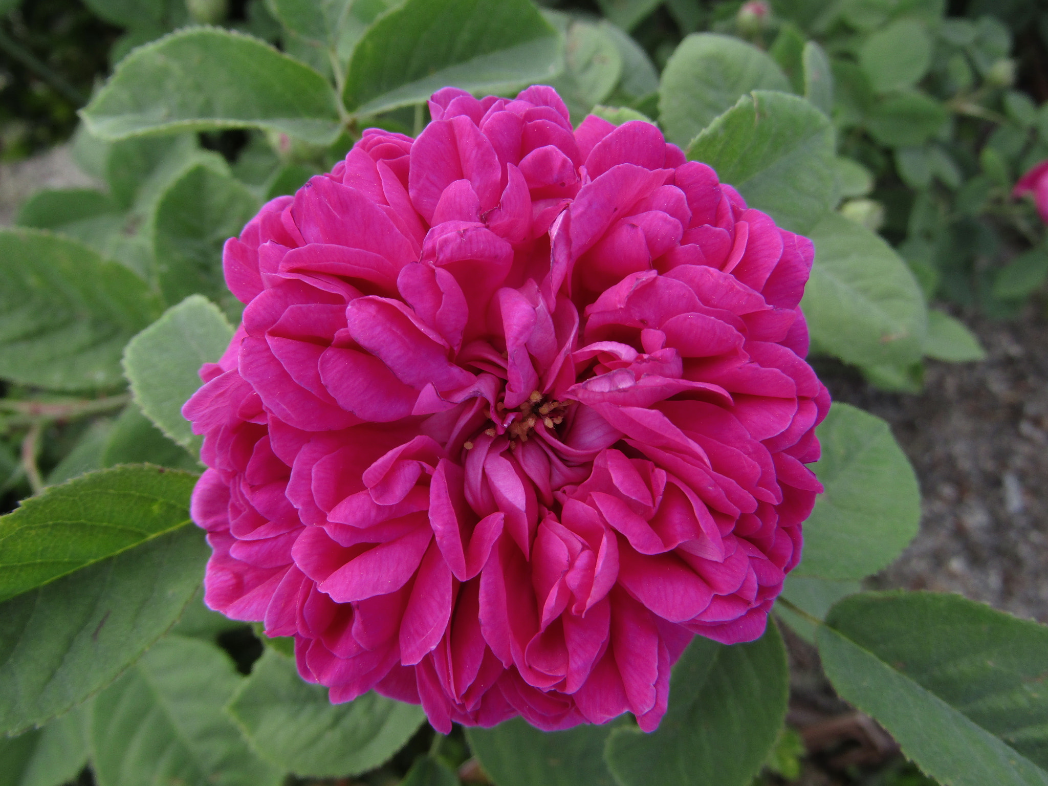 Canon POWERSHOT SX430 IS sample photo. Img photography