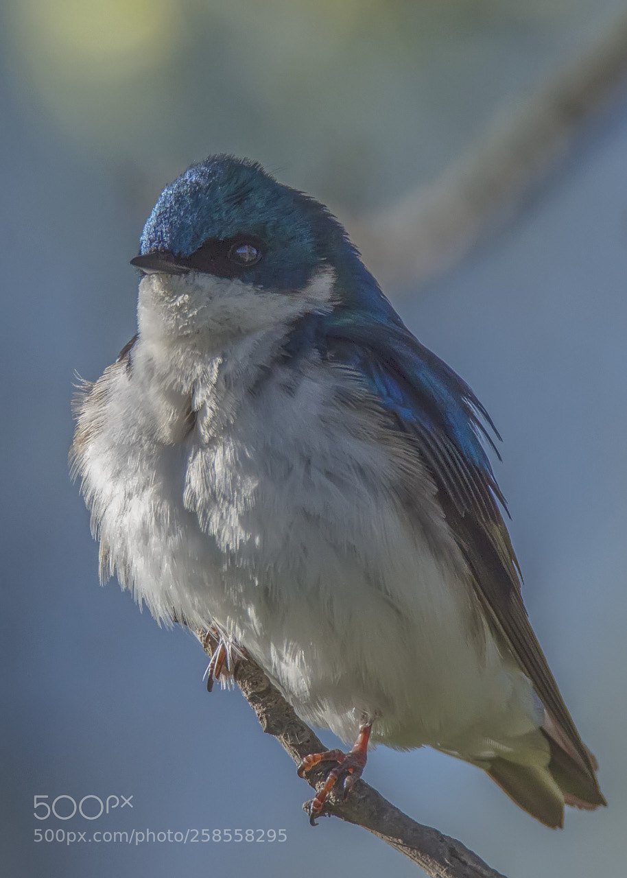 Nikon D7000 sample photo. Hirondelle bicolore / tree swallow photography