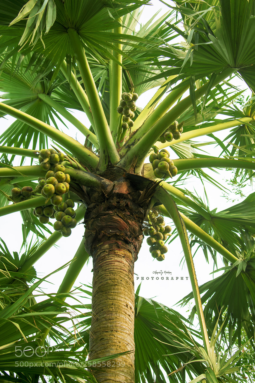 Nikon D5300 sample photo. ঐ দেখা যায় তাল গাছ ঐ আমাদের গাঁ। ঐ খানেতে বাস করে photography