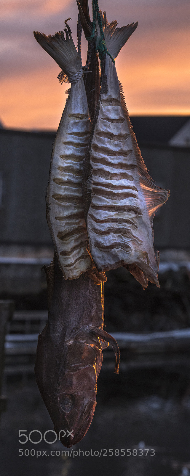 Nikon D850 sample photo. Kongetorsk og rekling photography