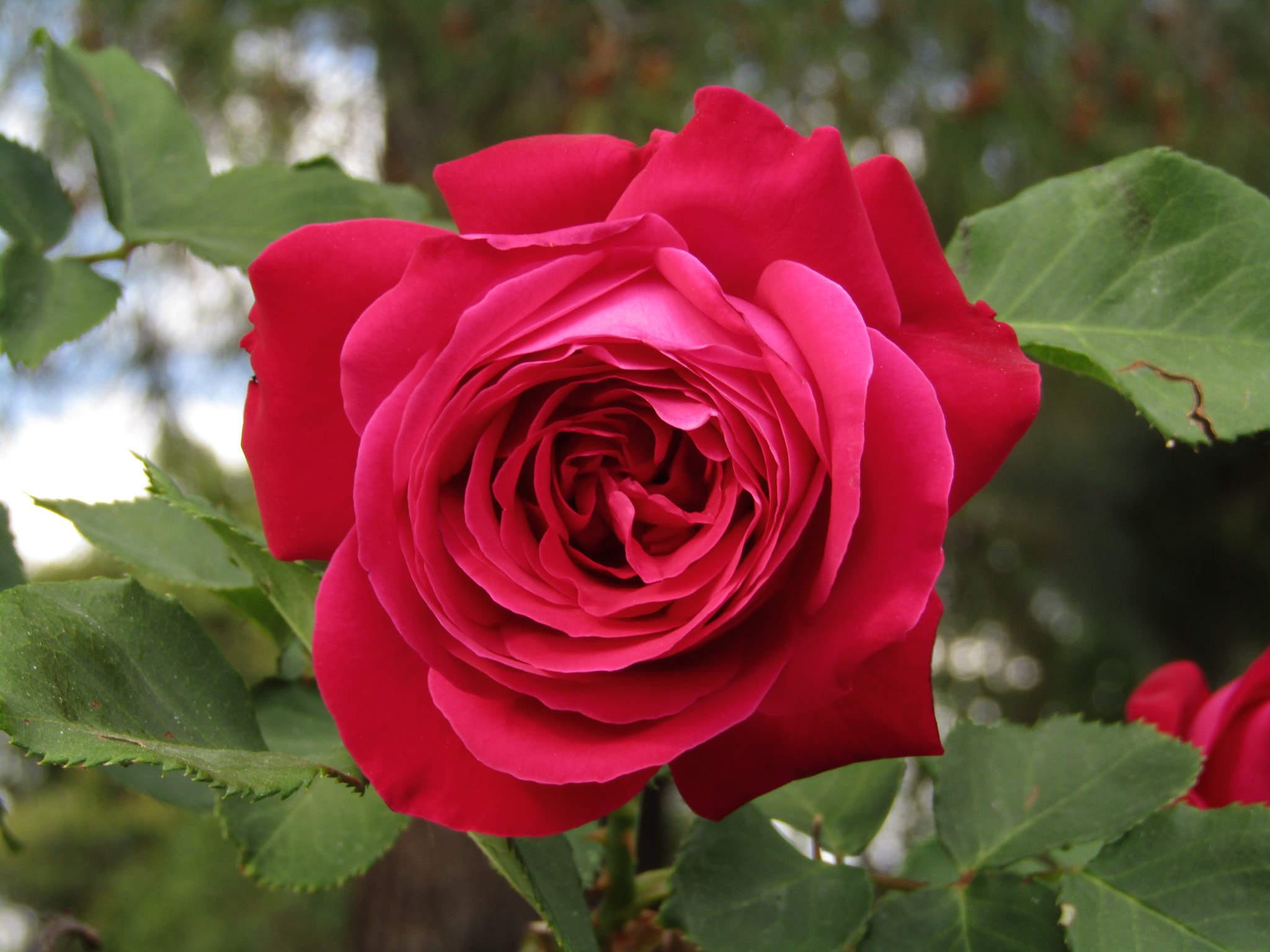 Canon POWERSHOT SX430 IS sample photo. Img photography