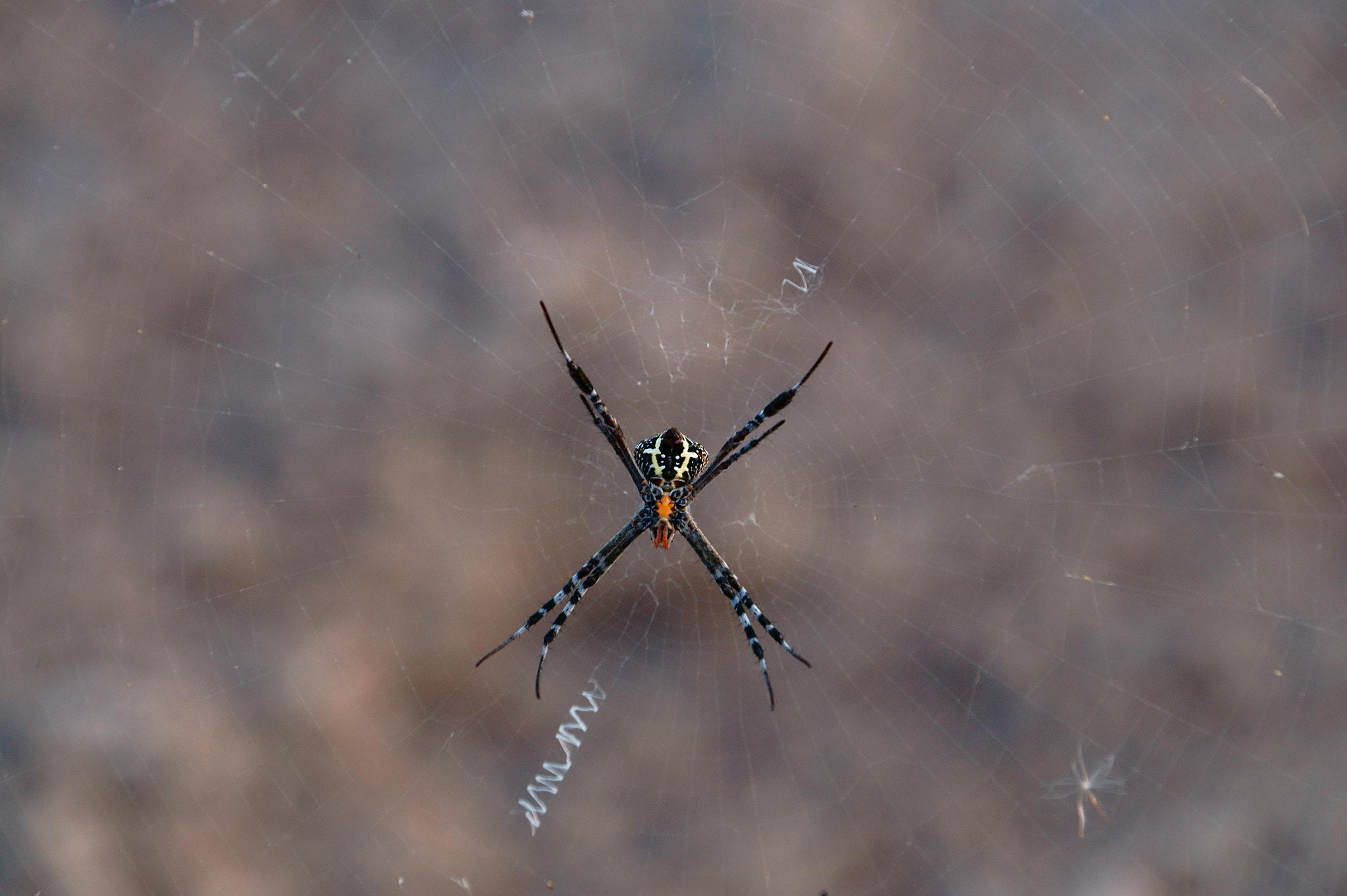 Sony DT 18-135mm F3.5-5.6 SAM sample photo. The webmaster photography