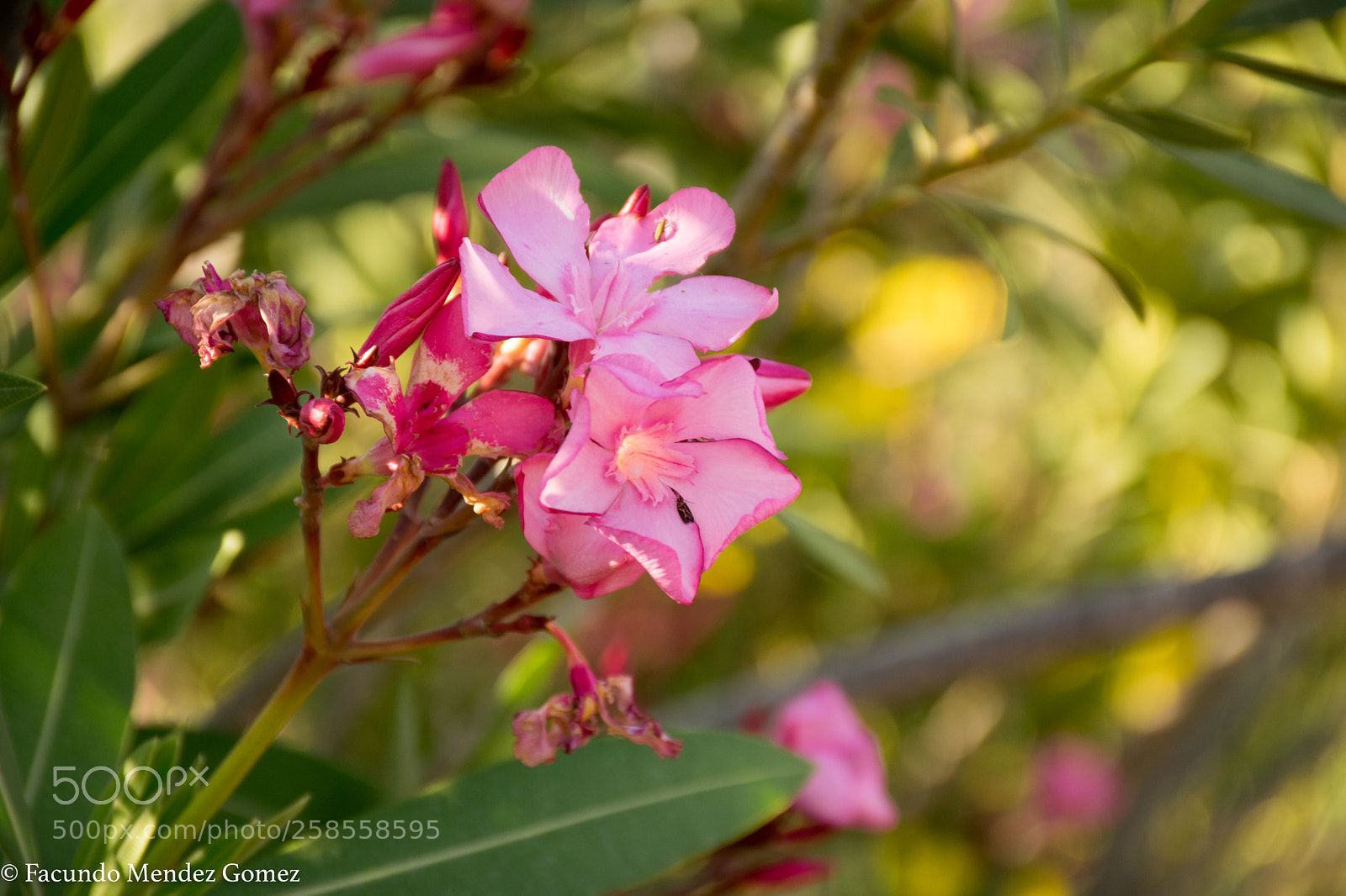 Nikon D5300 sample photo. Morning walk3 photography
