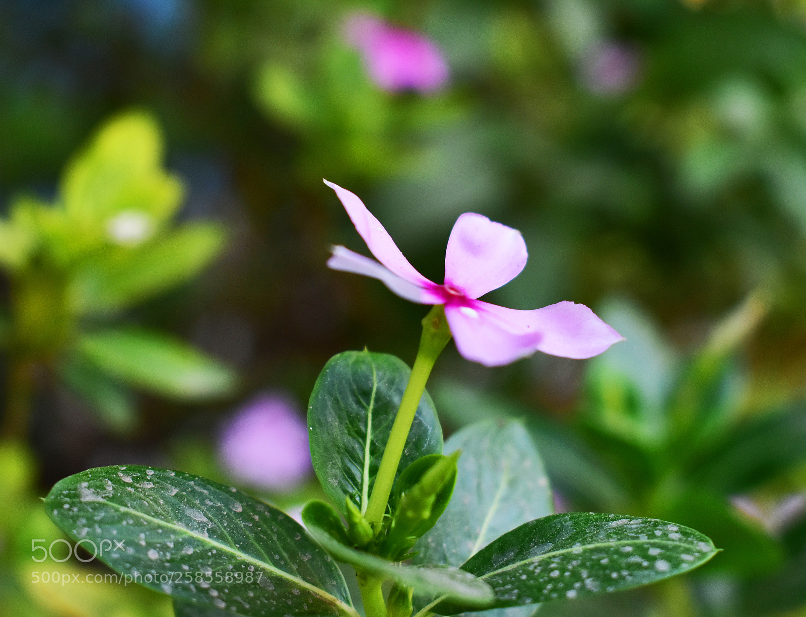 Nikon D3400 sample photo. Dsc photography