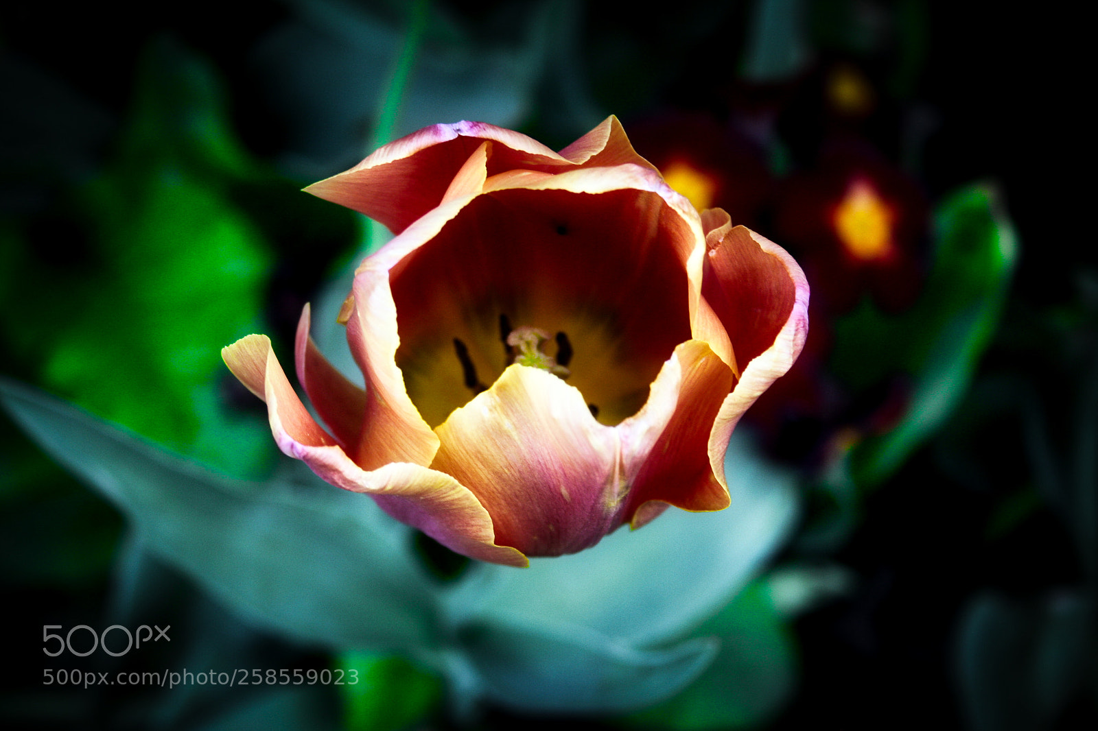 Canon EF-S 18-55mm F3.5-5.6 II sample photo. Lovely tulip photography