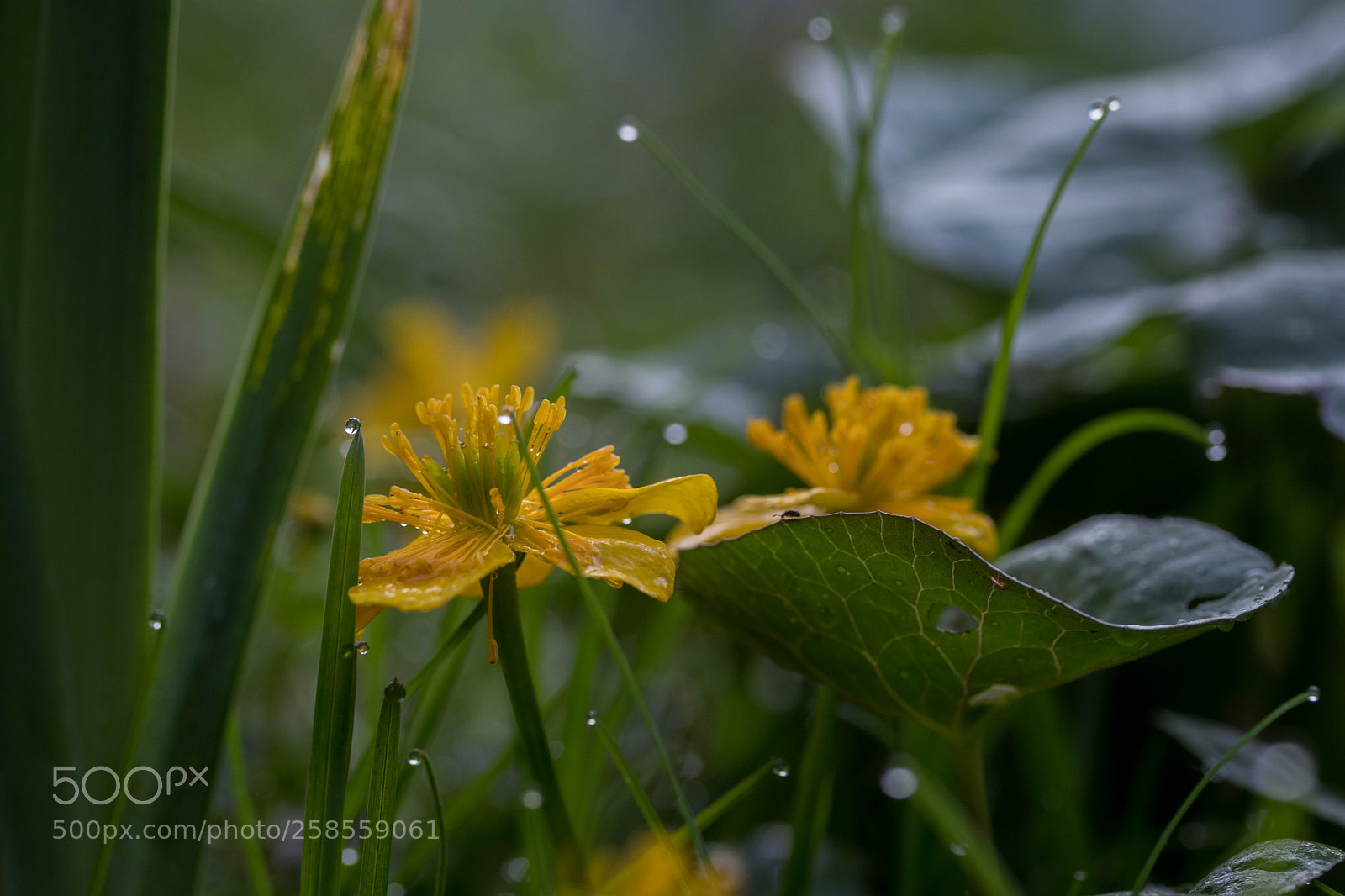 Canon EOS 80D sample photo. Yellow and green photography