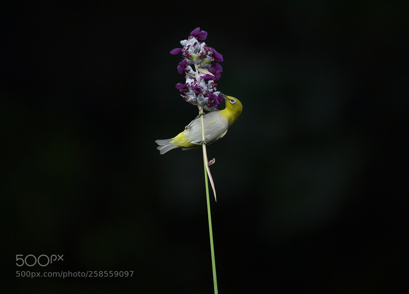 Nikon D5 sample photo. 綠繡眼 photography