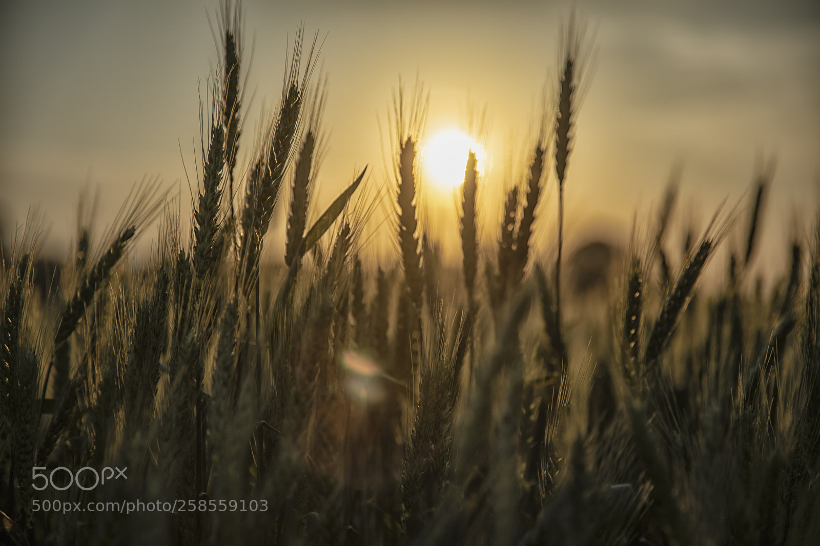 Canon EOS 5D Mark IV sample photo. Yellow field of sunset photography