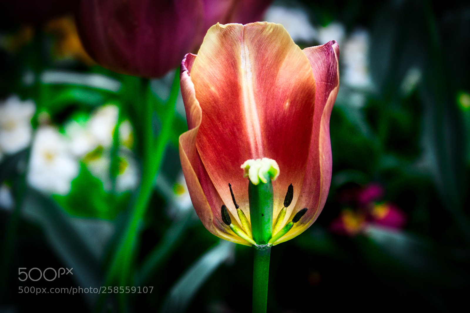 Canon EF-S 18-55mm F3.5-5.6 II sample photo. Macro tulip photography