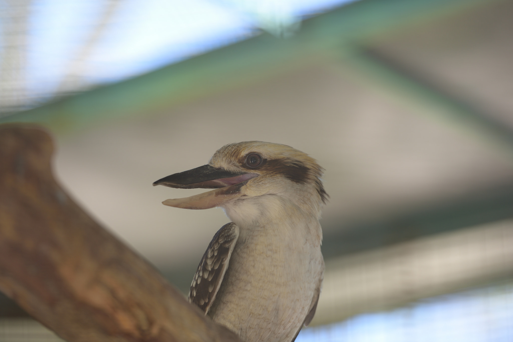 Nikon AF-S Nikkor 70-200mm F2.8G ED VR II sample photo. Kookaburra photography