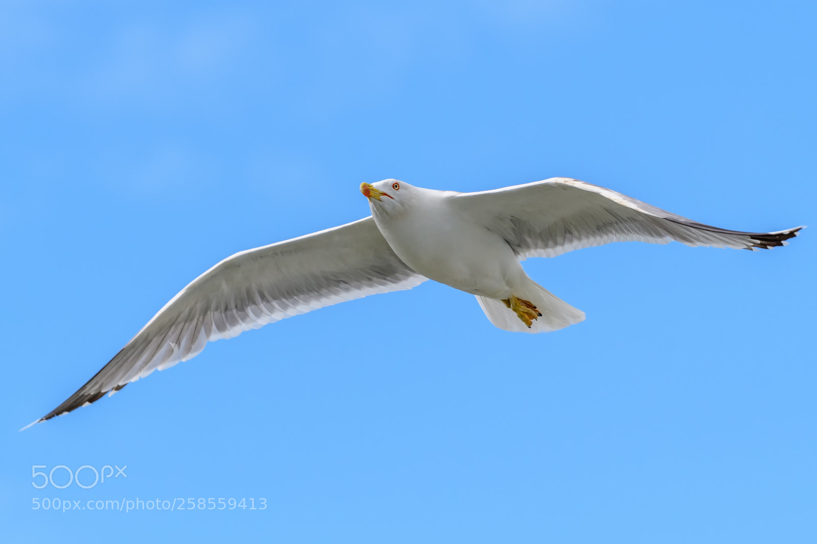 Nikon D500 sample photo. Edit photography