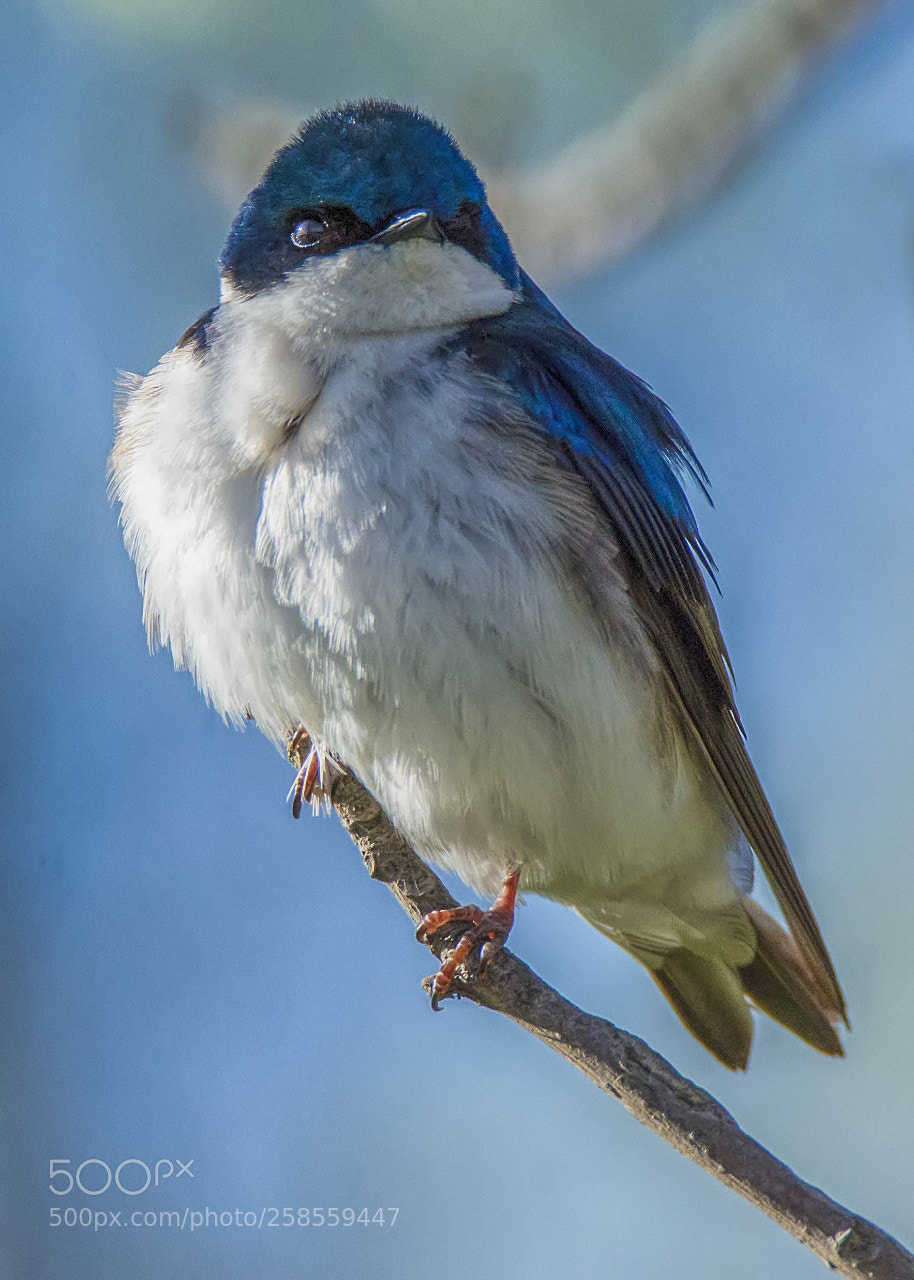 Nikon D7000 sample photo. Hirondelle bicolore/tree swallow photography