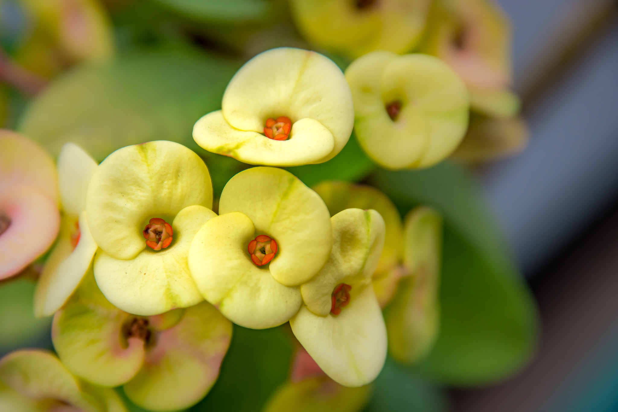 Samsung NX1 sample photo. Small yellow flowers photography