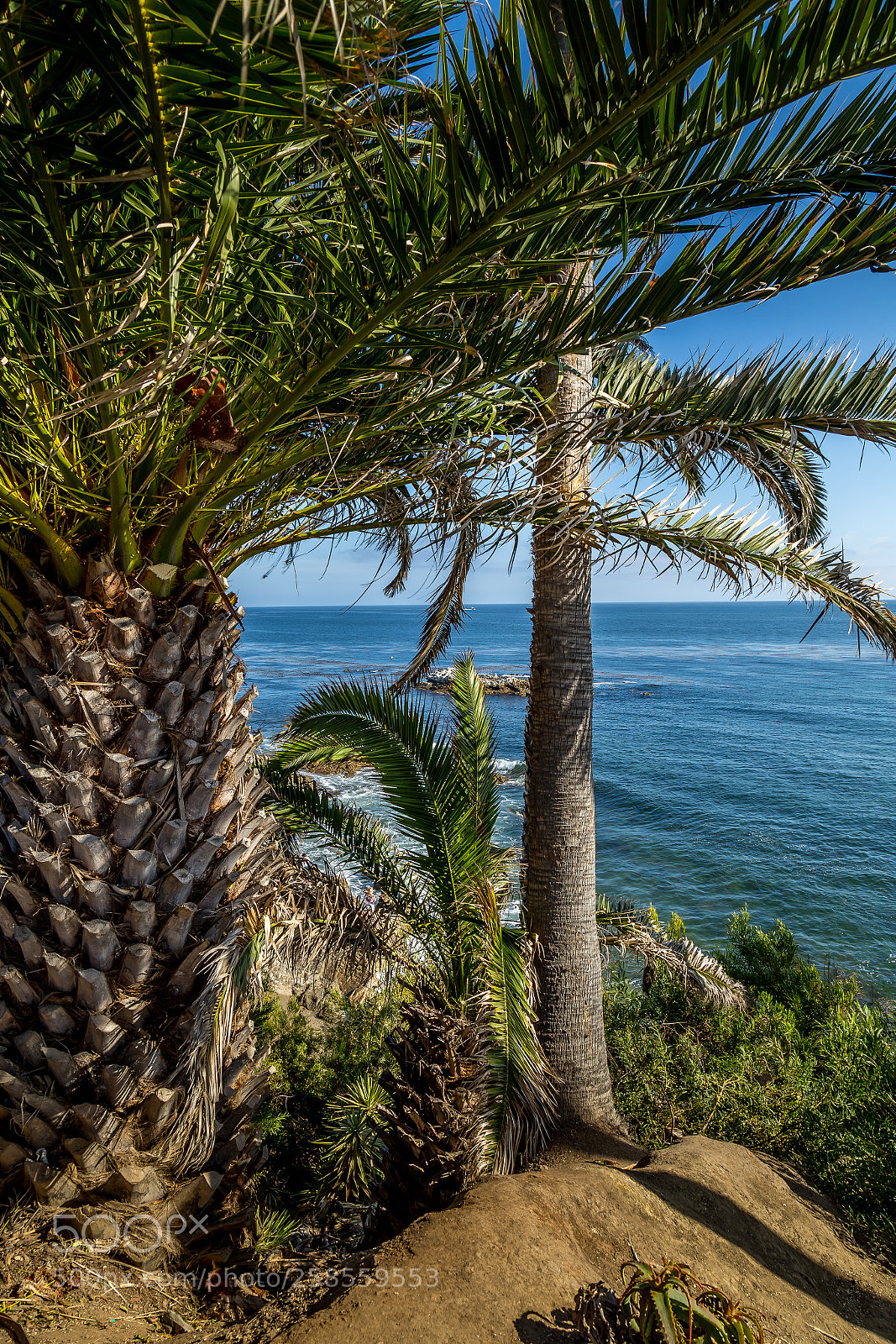 Canon EOS 6D sample photo. Cliff palm photography