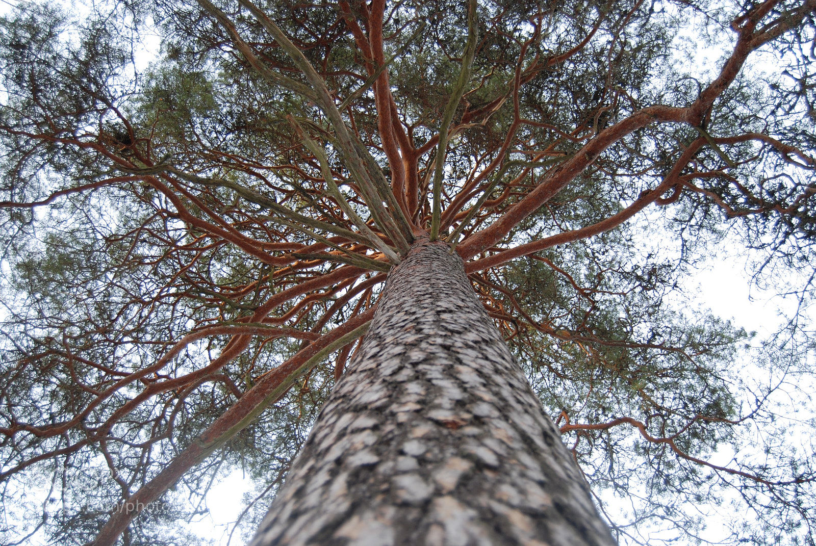 Nikon D80 sample photo. Tall as a pine photography