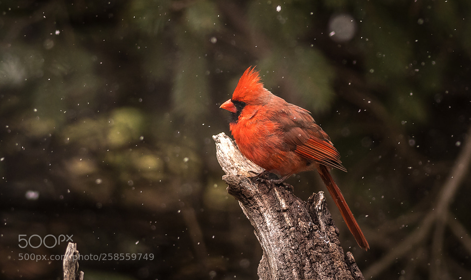 Nikon D500 sample photo. Cardinal in spring snow photography